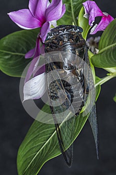 Close shot of black Cicadoidea critter.