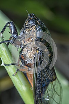 Close shot of black Cicadoidea critter.