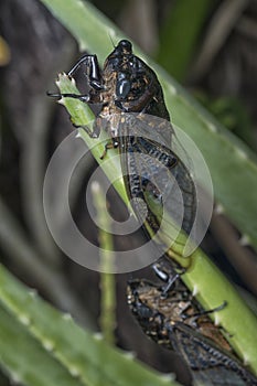 Close shot of black Cicadoidea critter.