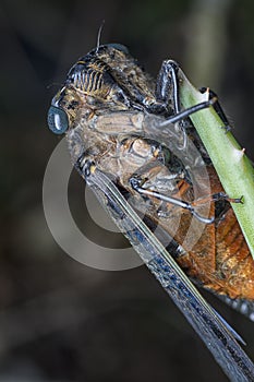 Close shot of black Cicadoidea critter.