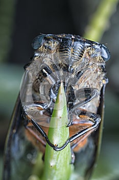 Close shot of black Cicadoidea critter.