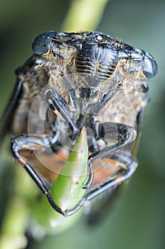 Close shot of black Cicadoidea critter.