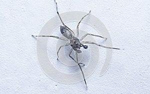 Close shot of black Maevia jumping spider