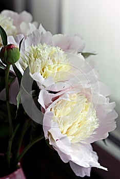 Close shot of blooming white peony flowers and buds.