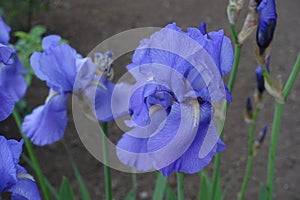 Close shot of blue flowers of Iris germanica