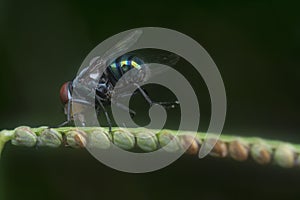 close shot of the bluebottle fly