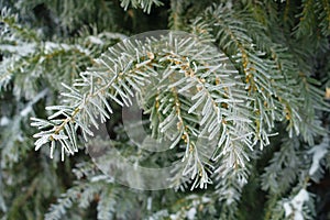 Close shot of branch of European yew covered with hoar frost in January