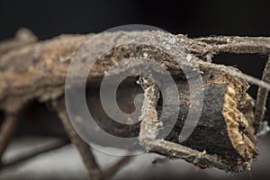 Close shot of the brown  stick or phasmatodea insect.