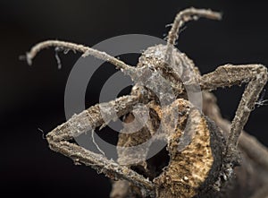 Close shot of the brown  stick or phasmatodea insect.