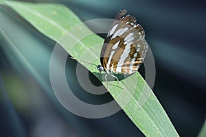 Close shot of brown and white veined butterfly