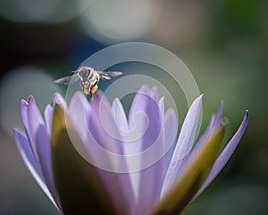 close shot of Bumble Bee at work gathering nectar from a water lily