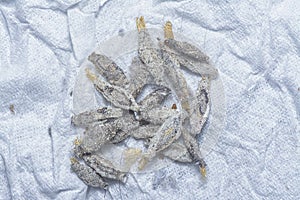 close shot of the bundle of plaster bagworm nestle. photo