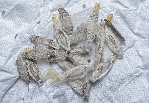 close shot of the bundle of plaster bagworm nestle. photo
