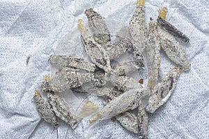 close shot of the bundle of plaster bagworm nestle. photo
