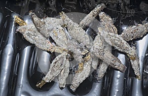 close shot of the bundle of plaster bagworm nestle. photo