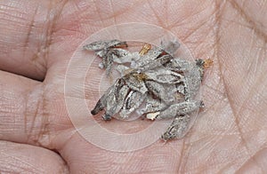 close shot of the bundle of plaster bagworm nestle. photo