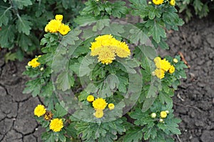 Close shot of bush of yellow Chrysanthemum