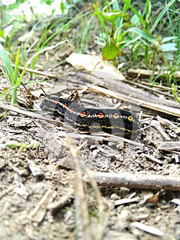 In Close Shot Catterpillar before it became Butterfly