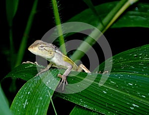 The close shot of changeable lizard.