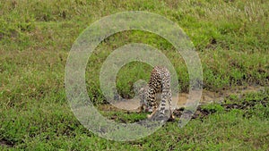 Close shot of cheetah in a wild drinking from puddle, while cautiously watching around in african savanna. Wildcat in