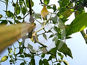 In Close shot chilli plants in the garden