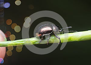 Close shot of chrysochus cobaltinus photo