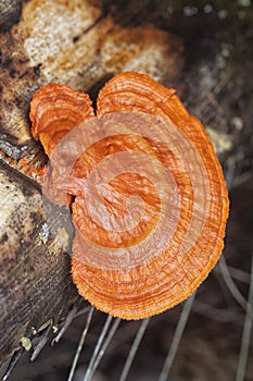 close shot of the cinnabar polypore fungus