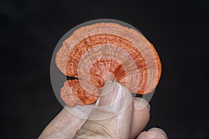 close shot of the cinnabar polypore fungus