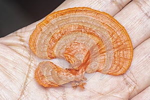 close shot of the cinnabar polypore fungus