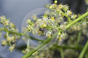 close shot of the cluster fly resting on the ambarella flower stem.