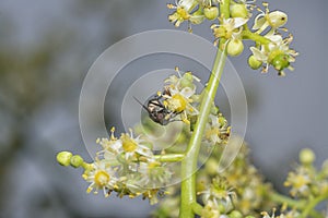 close shot of the cluster fly resting on the ambarella flower stem.