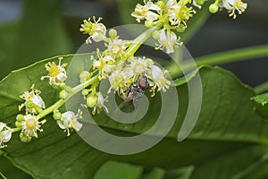 close shot of the cluster fly resting on the ambarella flower stem.