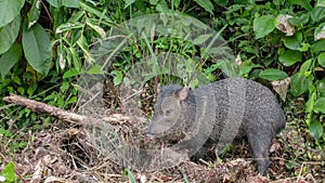 close shot of a collared peccary feeding in the rainforest at corcovado