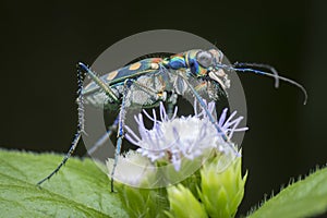 Close shot of  colorful tiger beetle