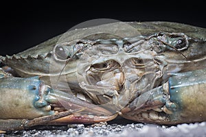 Close shot of the common brown rock crab