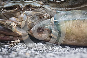 Close shot of the common brown rock crab