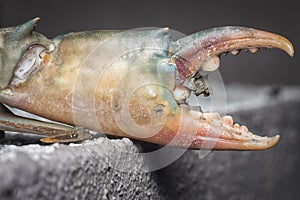 Close shot of the common brown rock crab