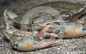 Close shot of the common brown rock crab