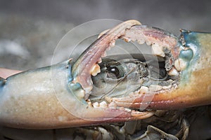 Close shot of the common brown rock crab