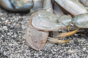 Close shot of the common brown rock crab