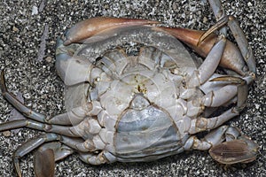 Close shot of the common brown rock crab