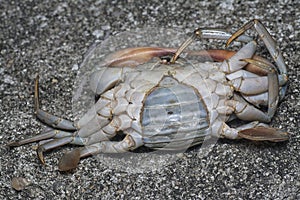 Close shot of the common brown rock crab