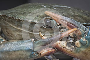 Close shot of the common brown rock crab