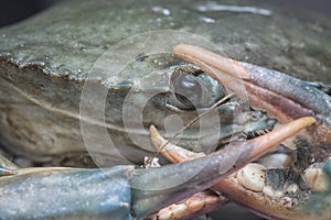 Close shot of the common brown rock crab