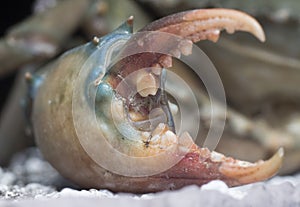 Close shot of the common brown rock crab