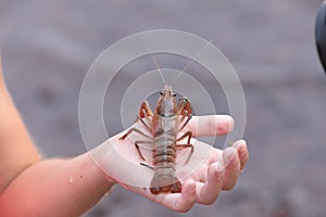 Close view of a crayfish sitting on a kid`s hand photo