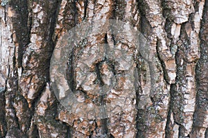 Close shot of deeply fissured poplar bark