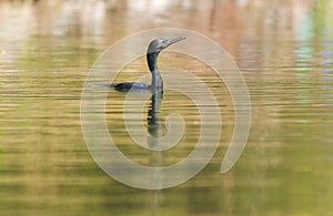 Close shot of a double-crested cormorant with its head above the water and a blurred background