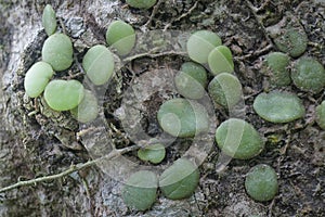 close shot of the Dragon\'s Scale Fern