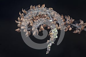 close shot of the dried Lamiaceae stalk shrub flower